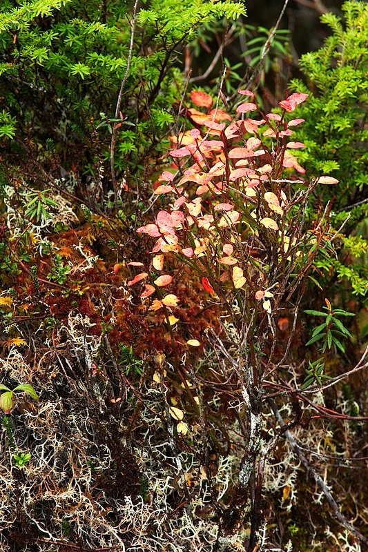 Flora on Hungry Point Trail