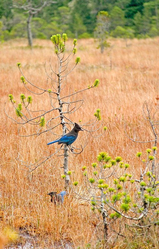 Stellars Jays