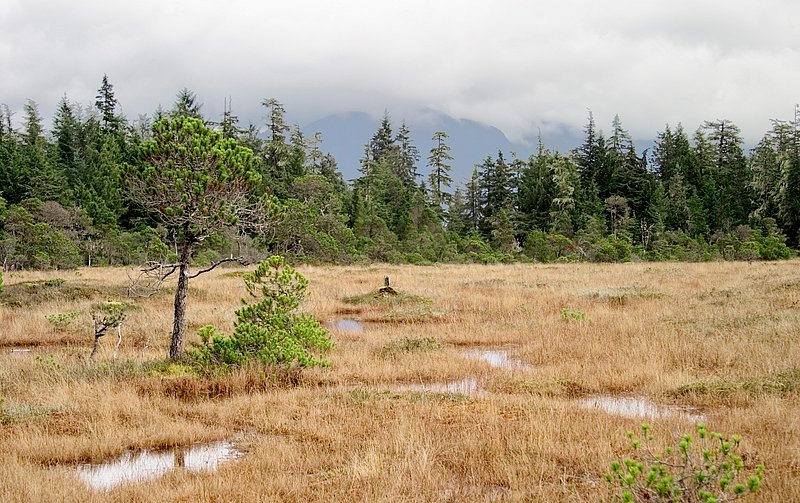 Muskeg Field