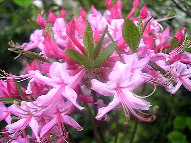 Varnadoes Phlox Pink