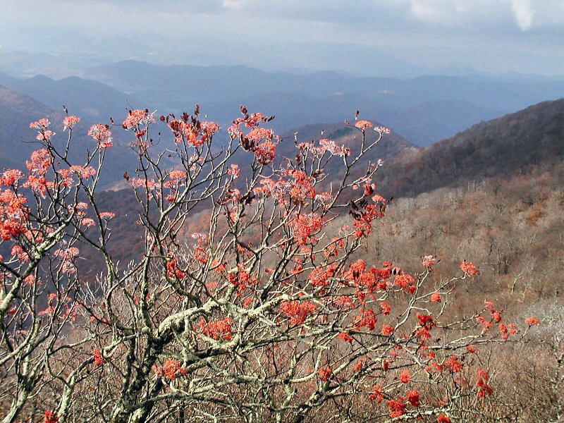 Red Berries