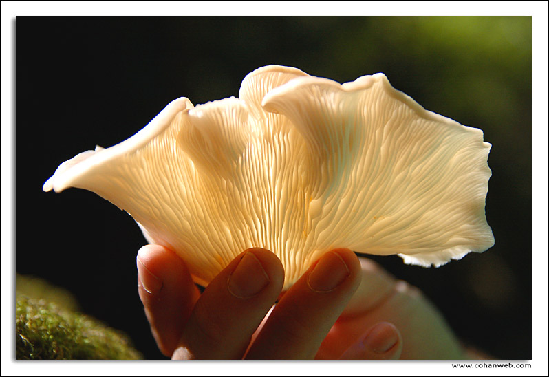 Glowing gills