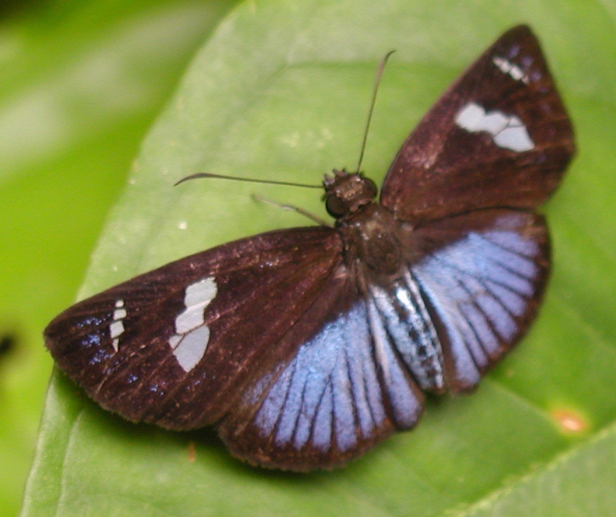 Pythonides Blue-Skipper species