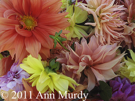 Dahlia assortment