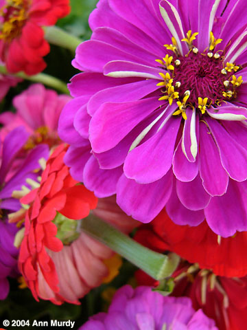 Zinnias