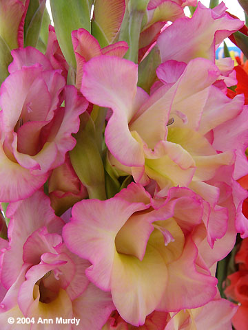 Gladiolus