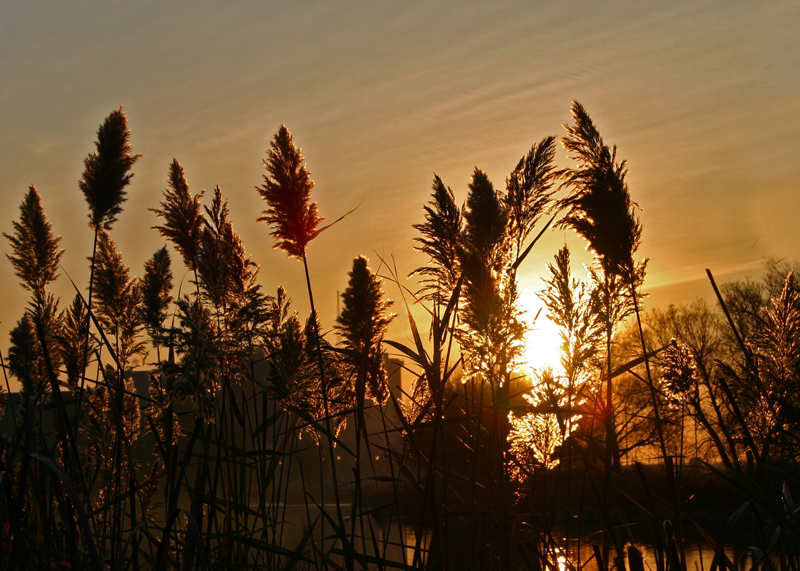 Sunrise at the Marsh