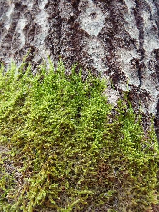 Grn strumpa