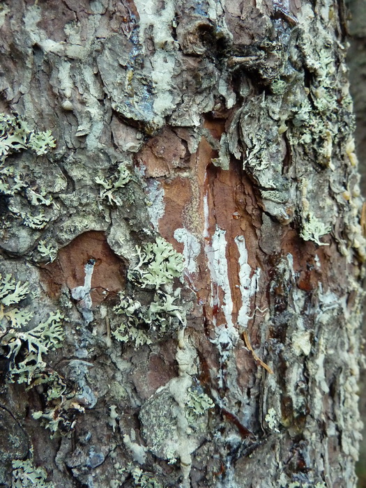 Nrbild.