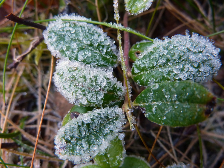 Frosten