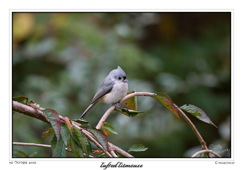 06Oct06 Tufted Titmouse color - 13673