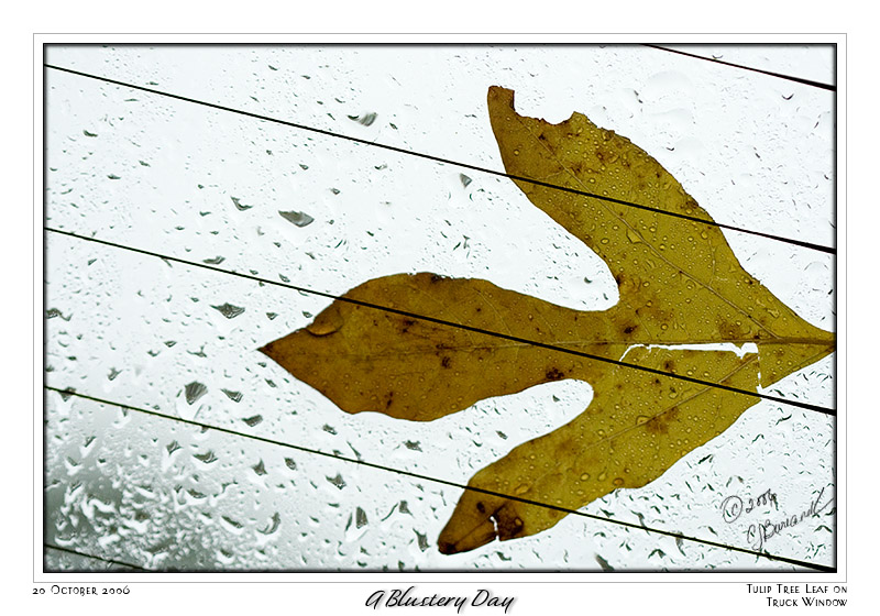 20Oct06 A Blustery Day color - 14062