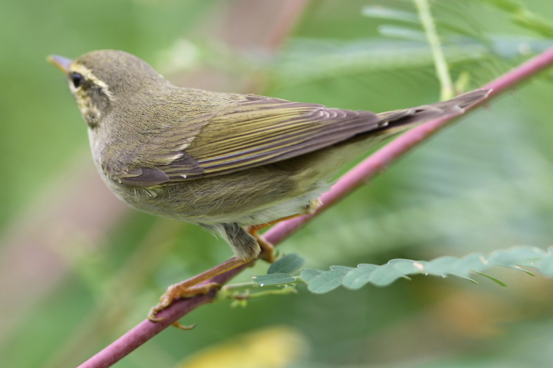 Arctic Warbler