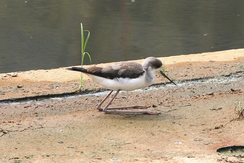 Black-winged Stilt