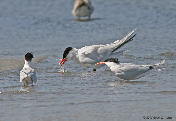 Caspian Tern w-Elegant Terns IMG_8559.jpg