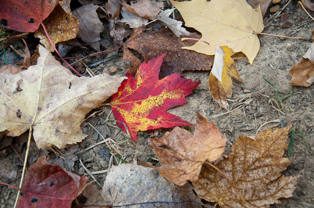 20101024-_DSC6494.jpg