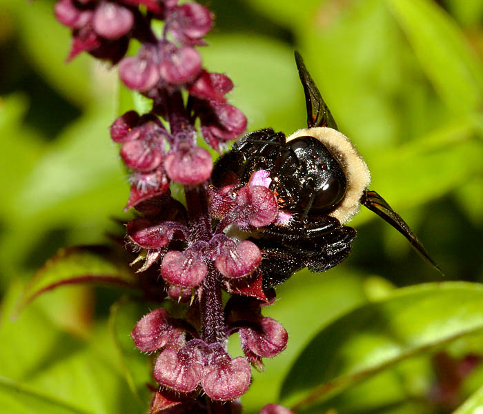 Carpenter Bee