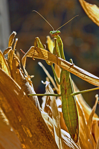 Praying Mantis