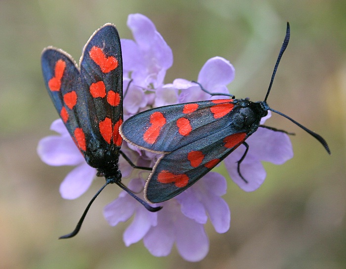Puybouchey