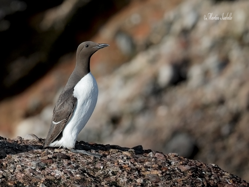 _40C0642 Guillemot marmette Perc.jpg