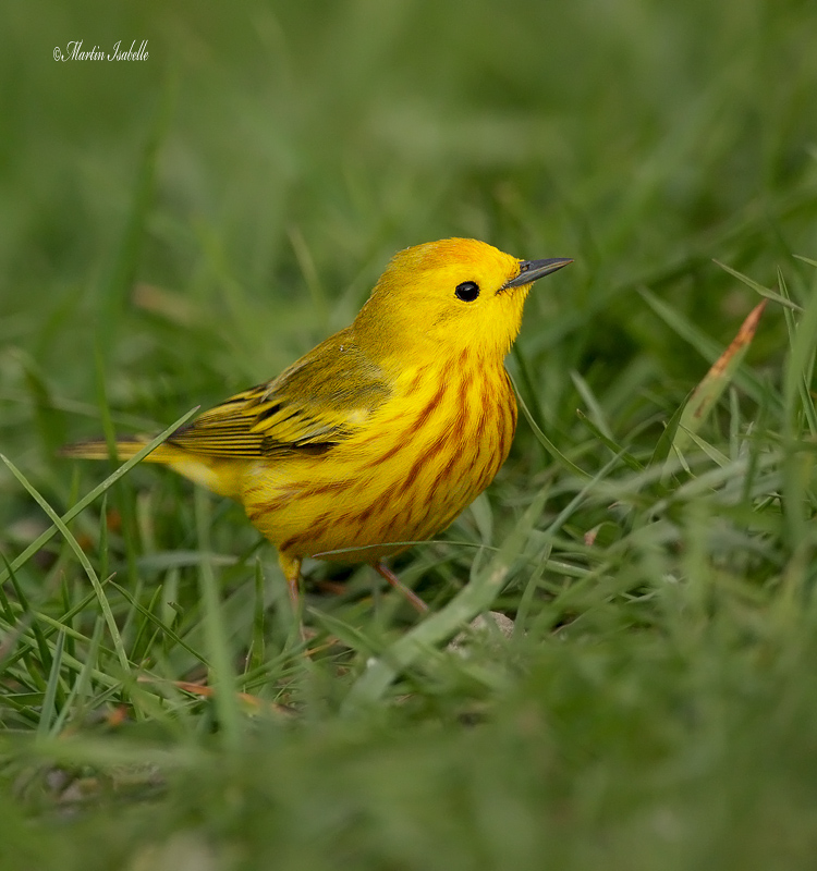 _40C7010 paruline jaune.jpg