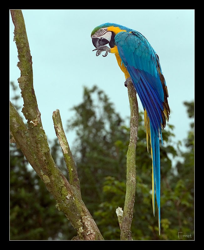Blauwgele Ara