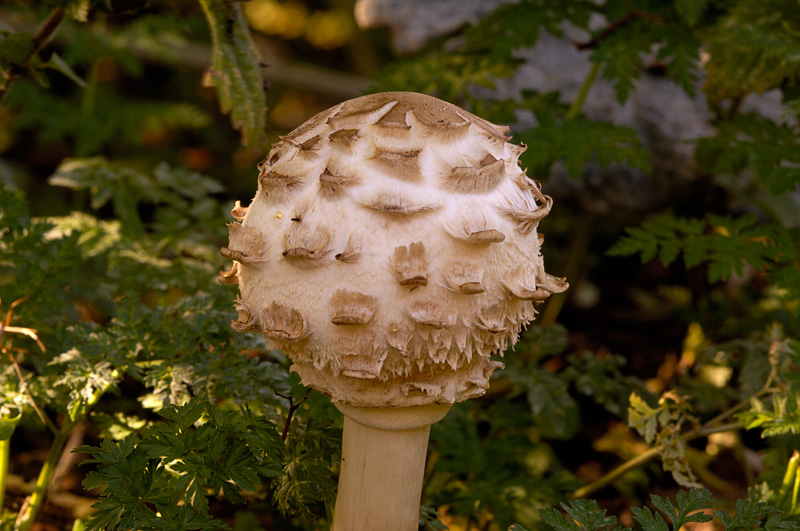 Shaggy Parasol