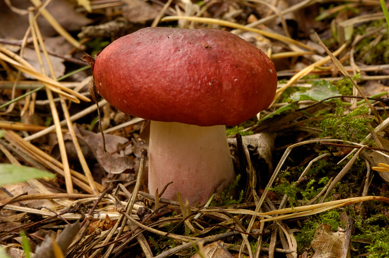 Russula fungi