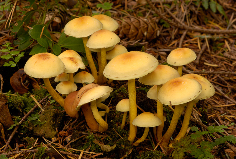 Sulphur Tuft