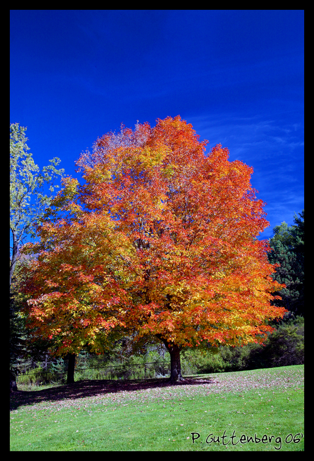 Colgate Foliage