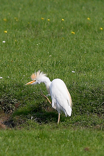 Koereiger