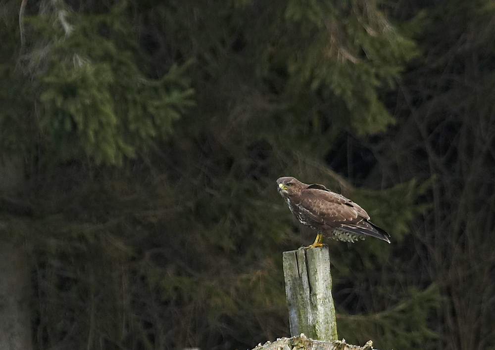 Buizerd