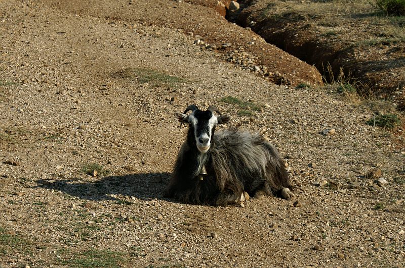 Goat in Butrint National Park