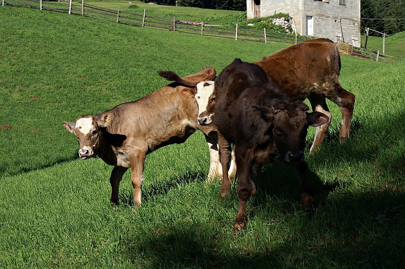 Bosača village