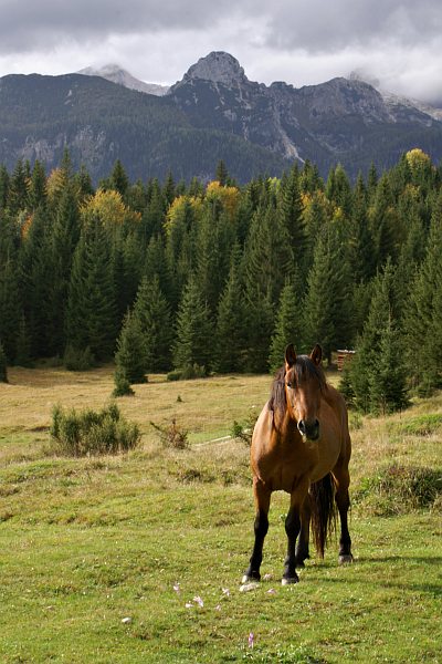 Uskovnica