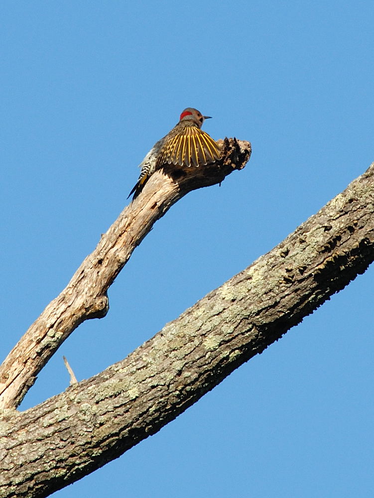 D20_4090 copy2.jpg