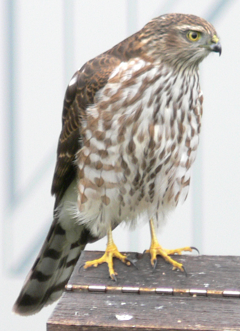 MarshHawk261.jpg