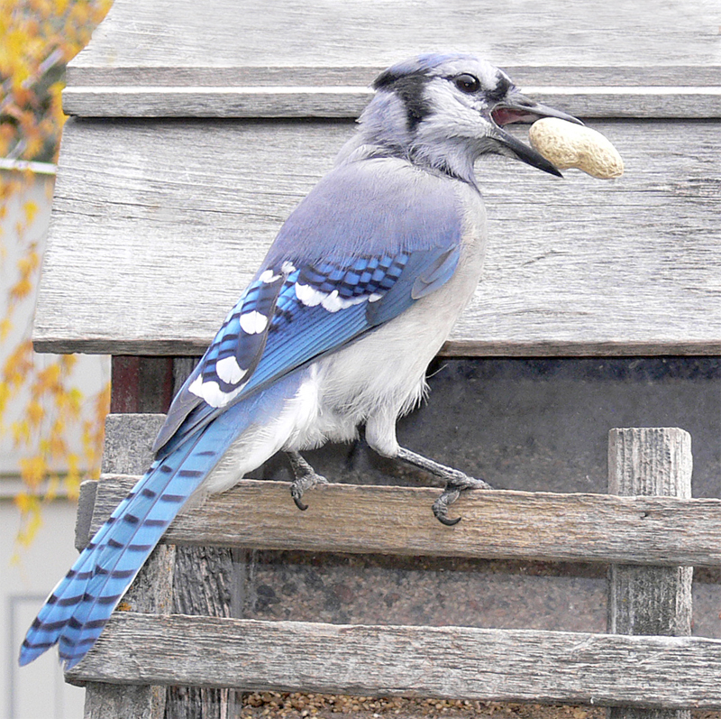 Bluejay830.jpg