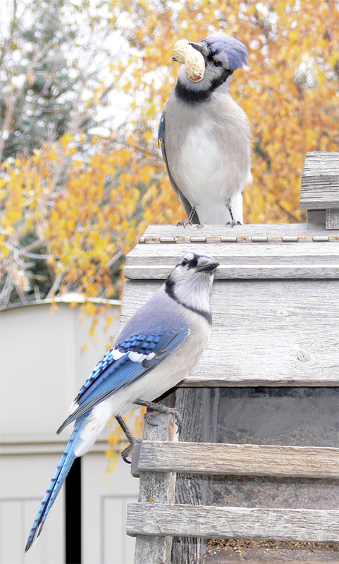 Bluejay836.jpg