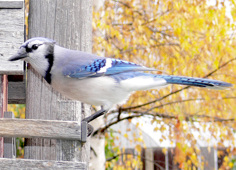Bluejay844.jpg