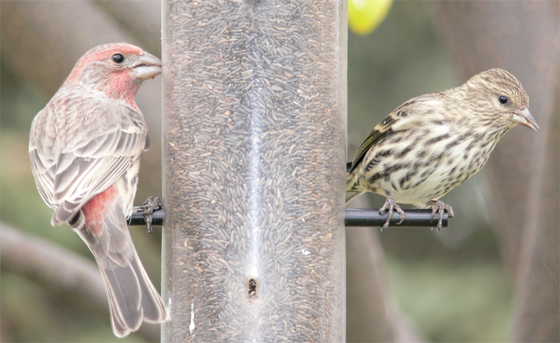 RedpollSiskin770.jpg