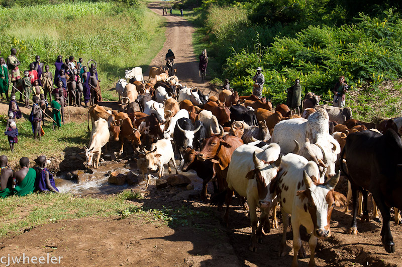 Cows passing thru where the people drink, bathe, wash clothes, etc.