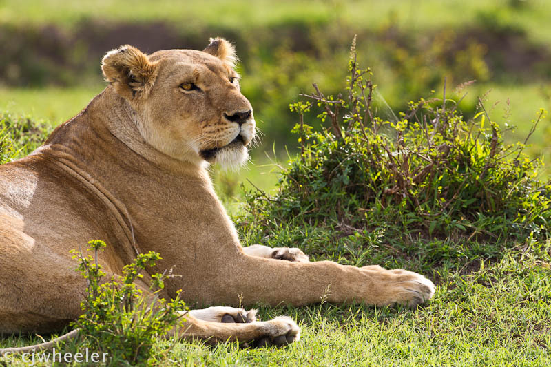 I love the lionesses
