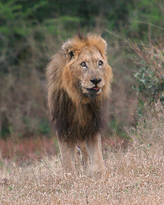 MM One of the Split Rock Males at MalaMala, Styx Pride.  This photo was taken 6-28-06 and he died July 8th. Very sad.