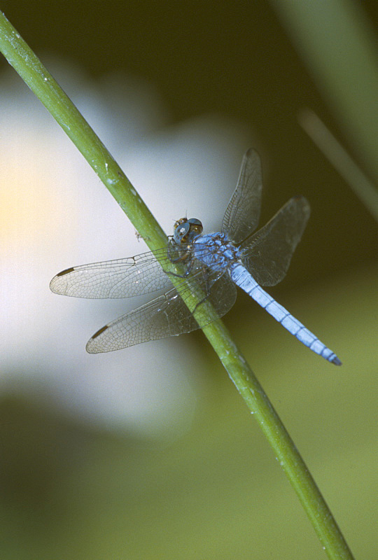 Dragonfly by Bruno Manunza