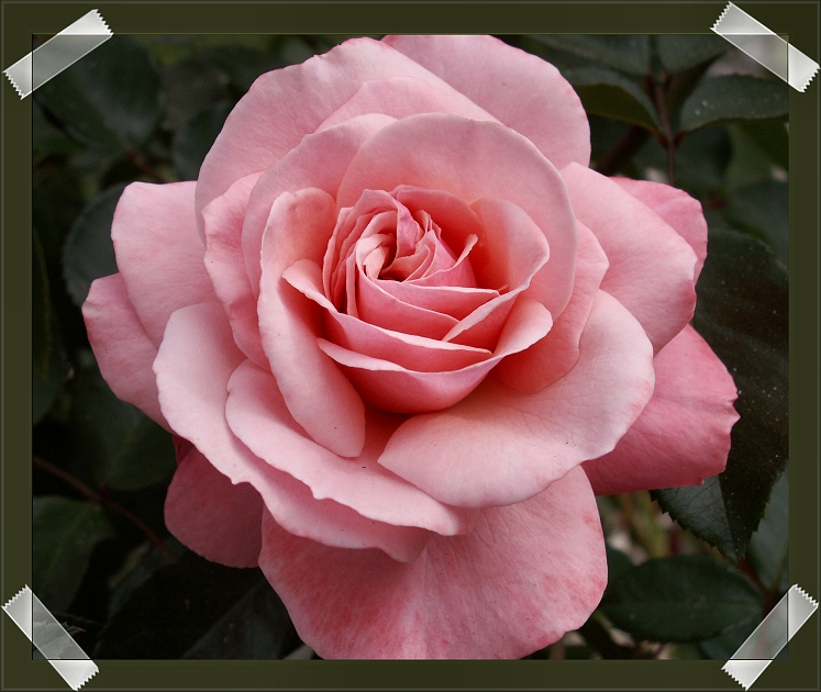 Pretty in Pink