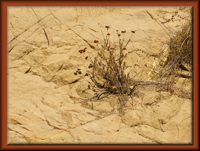 Dried Beauty
