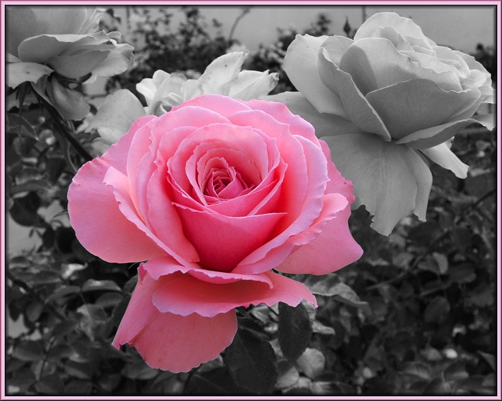 Pink for Louise
