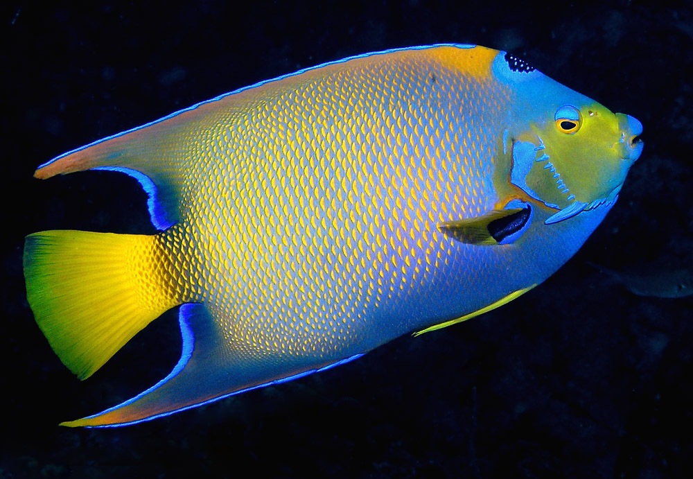 Queen Angelfish