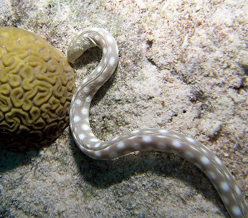 Sharptail Eel